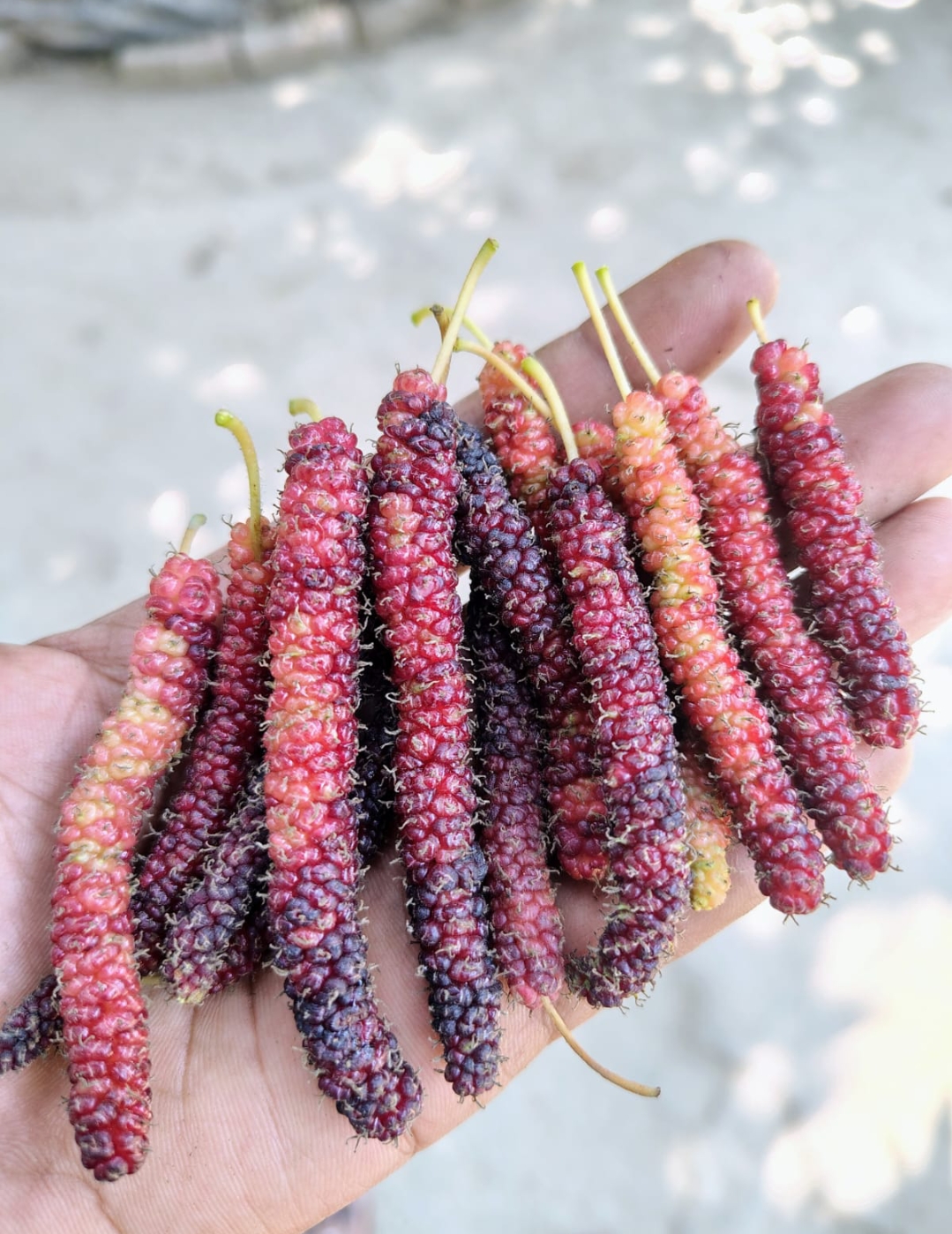 Brazilian Long Mulberry - Image 3