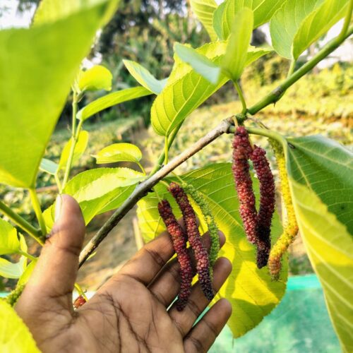 Brazilian Long Mulberry