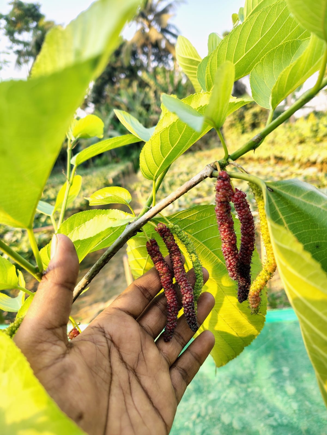 Brazilian Long Mulberry