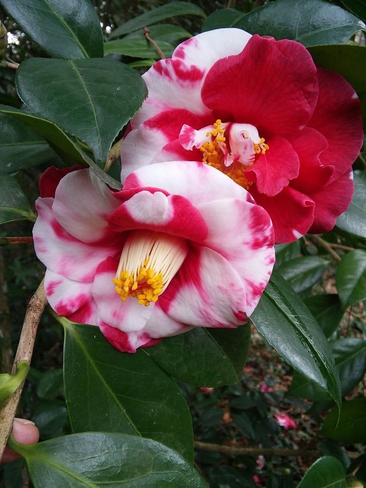 Camellia Bi-Color