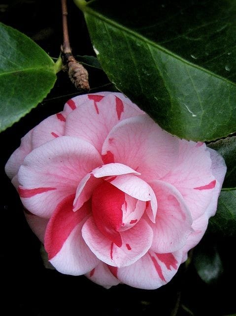 Camellia Bi-Color