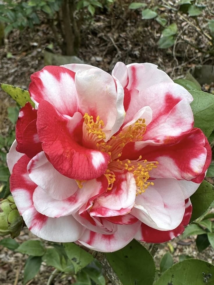 Camellia Bi-Color