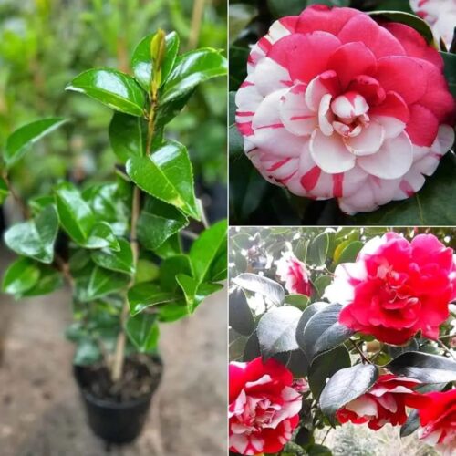 Camellia Bi-Color