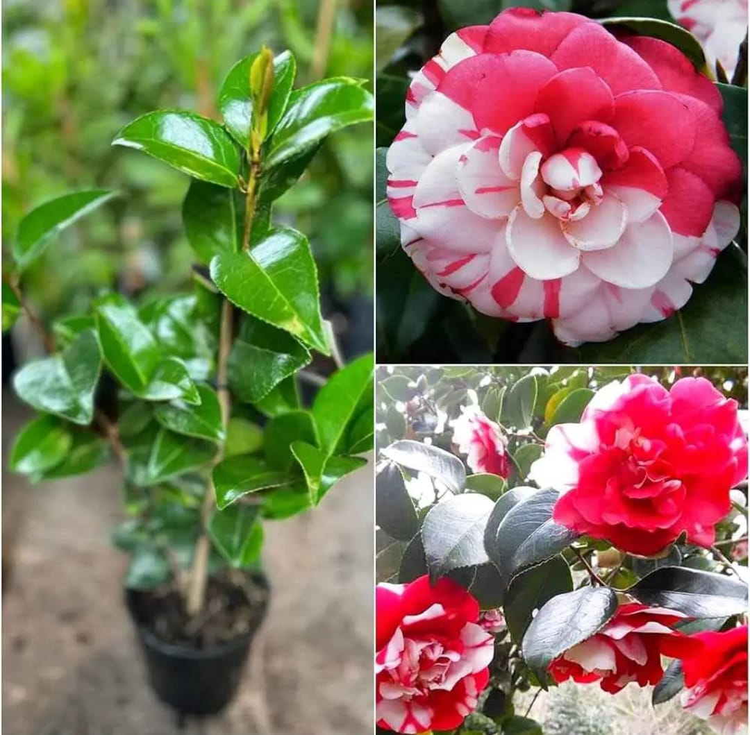 Camellia Bi-Color