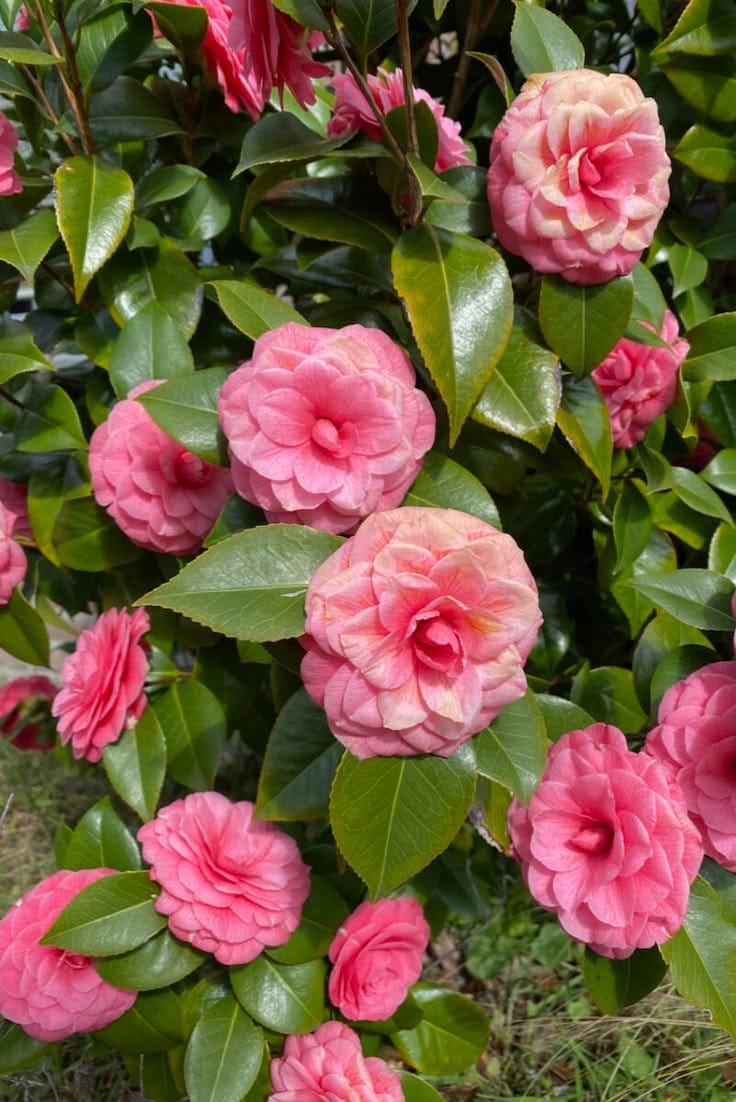 Camellia Pink