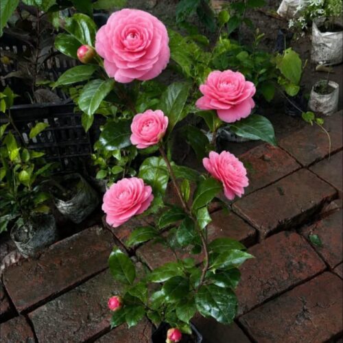 Camellia Pink