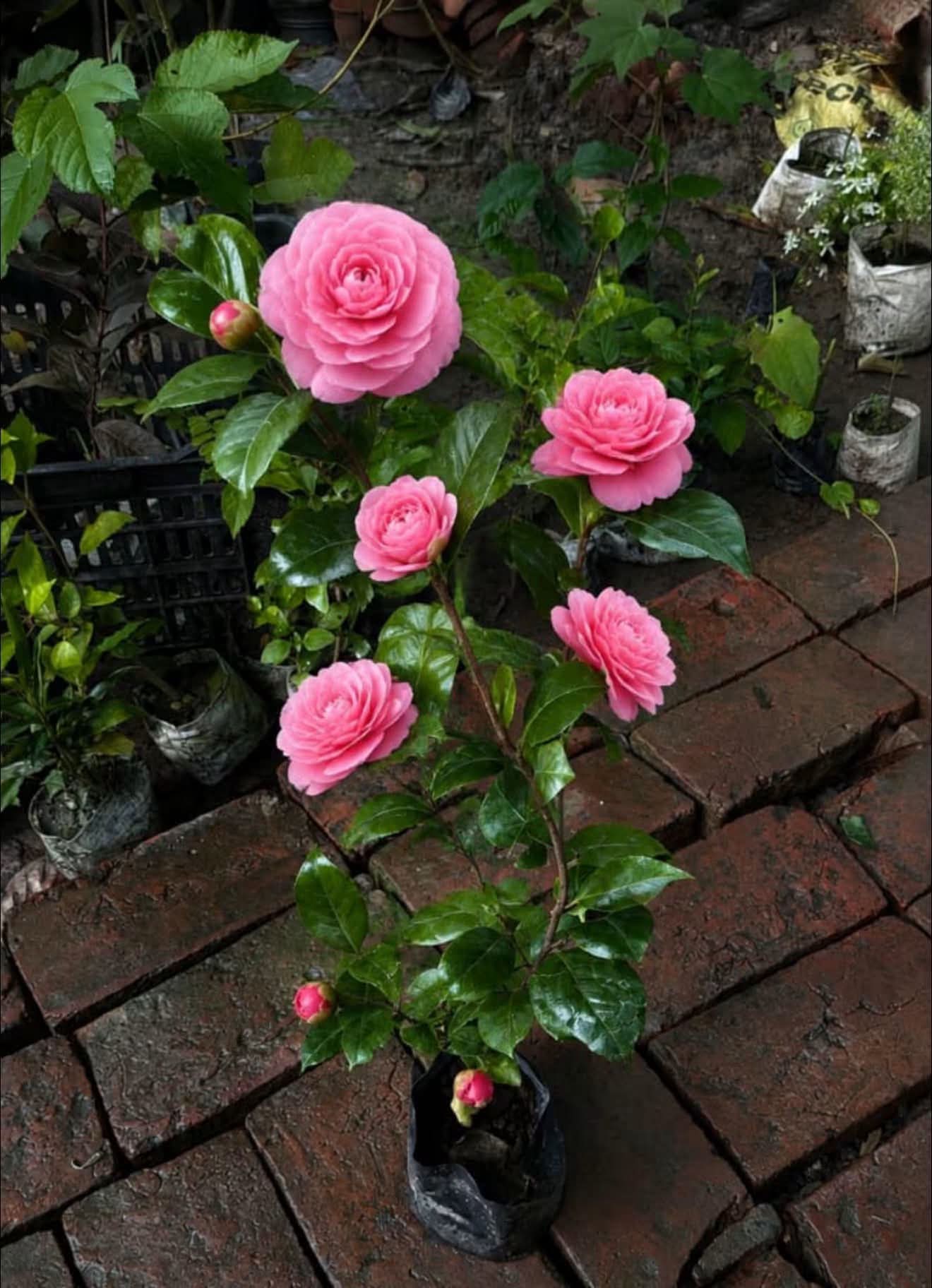 Camellia Pink