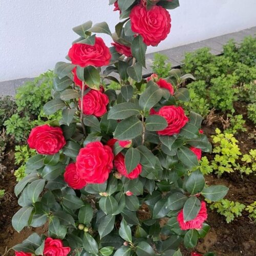 Camellia Red