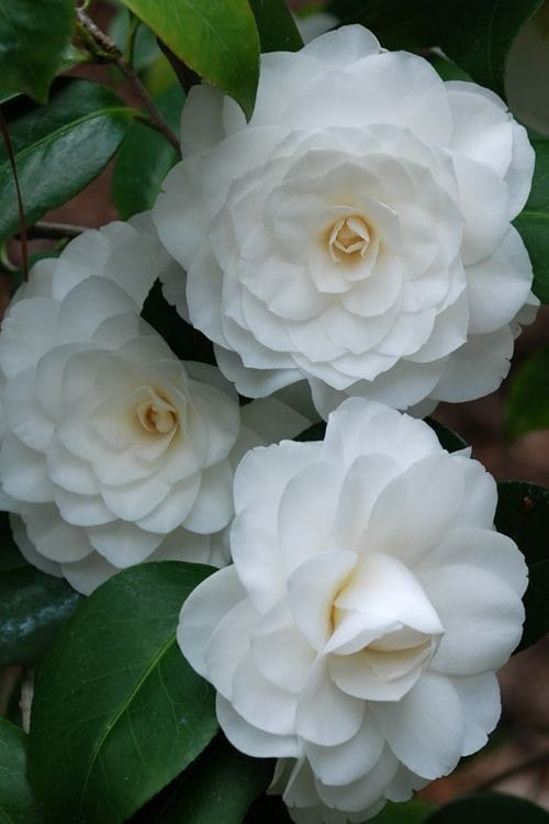 Camellia White