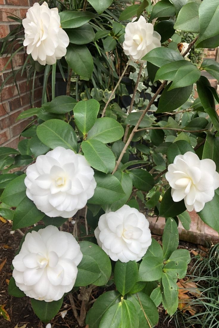 Camellia White