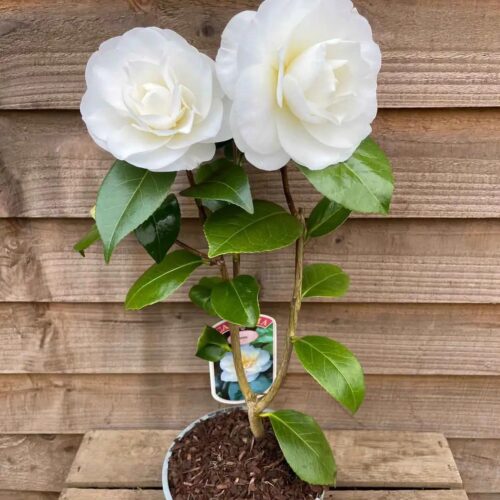 Camellia White