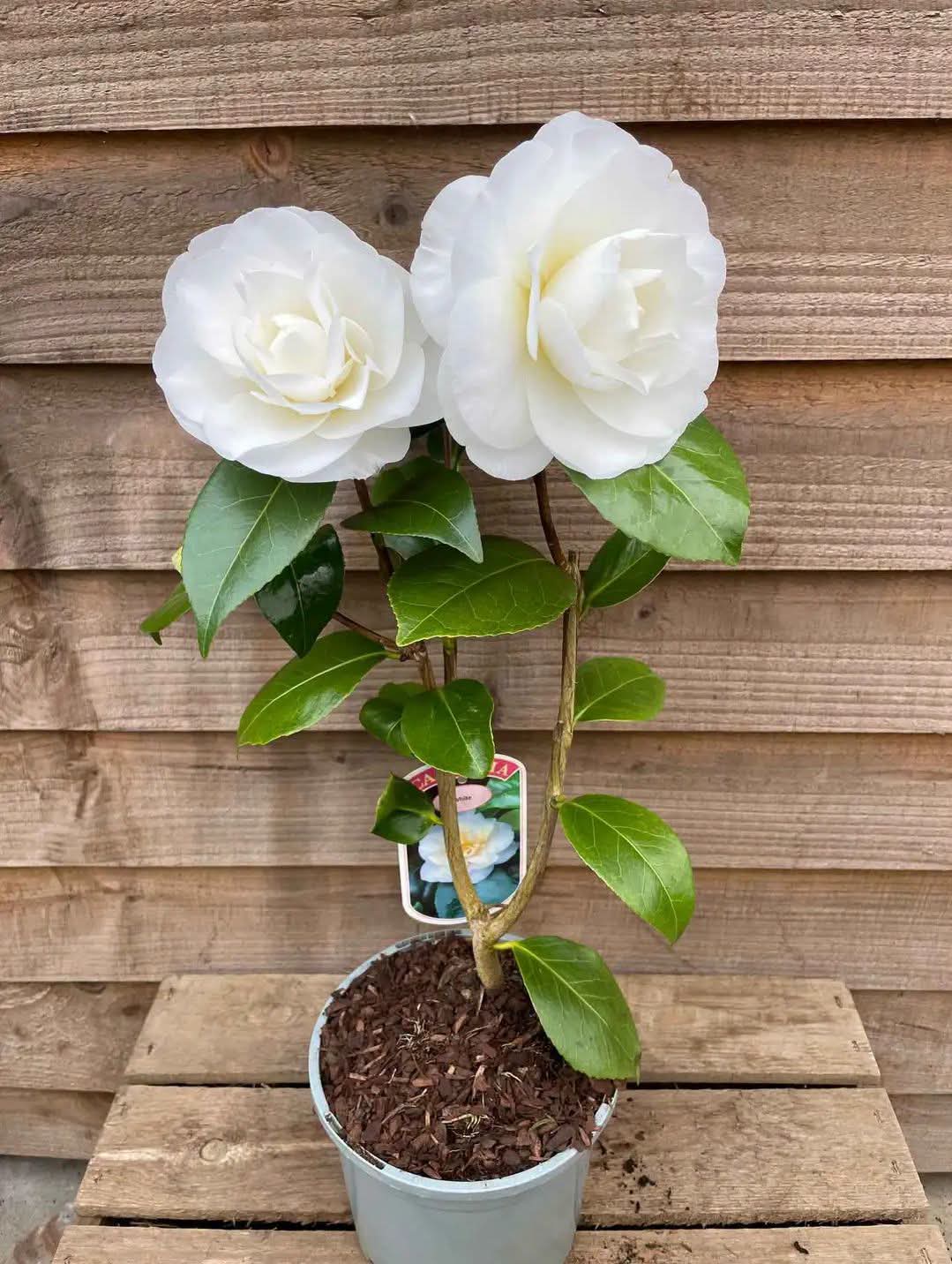 Camellia White