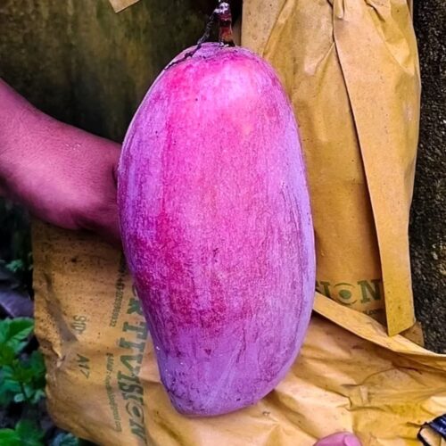 Chiang Mai Thailand Variety