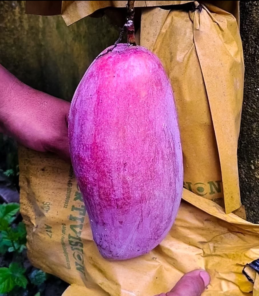 Chiang Mai Thailand Variety