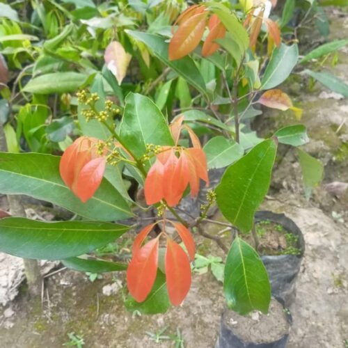 China 3 Litchi