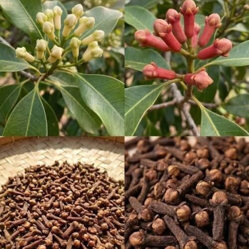 Clove