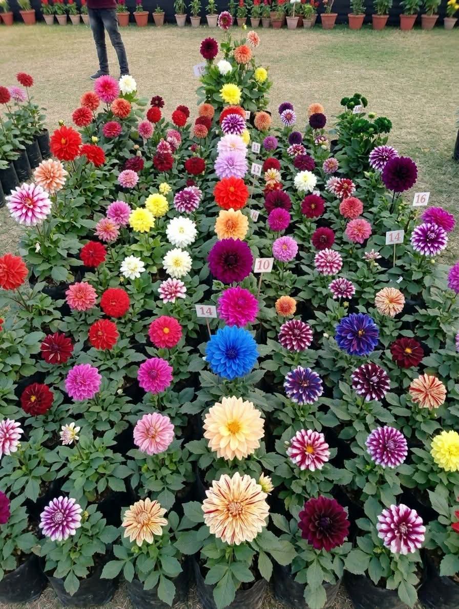 Dahlia Bulbs (Pack of 10)