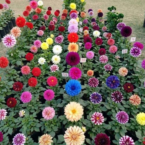 Dahlia Bulbs (Pack of 5)
