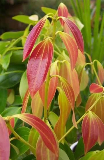 Dalchini Plant - Image 2