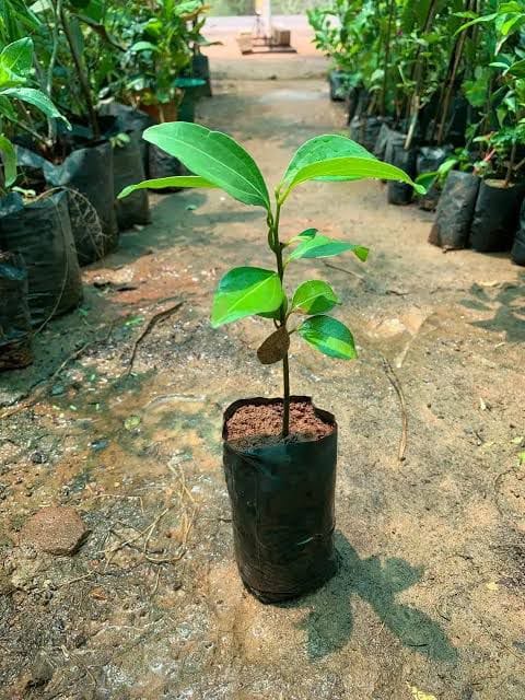 Dalchini Plant - Image 3
