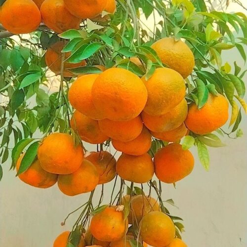 Darjeeling Orange