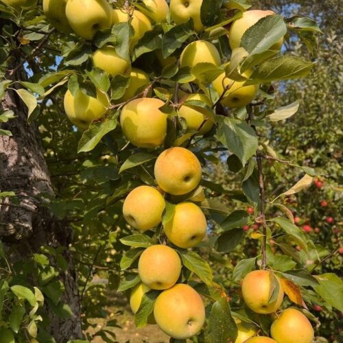 Dorset Golden Apple
