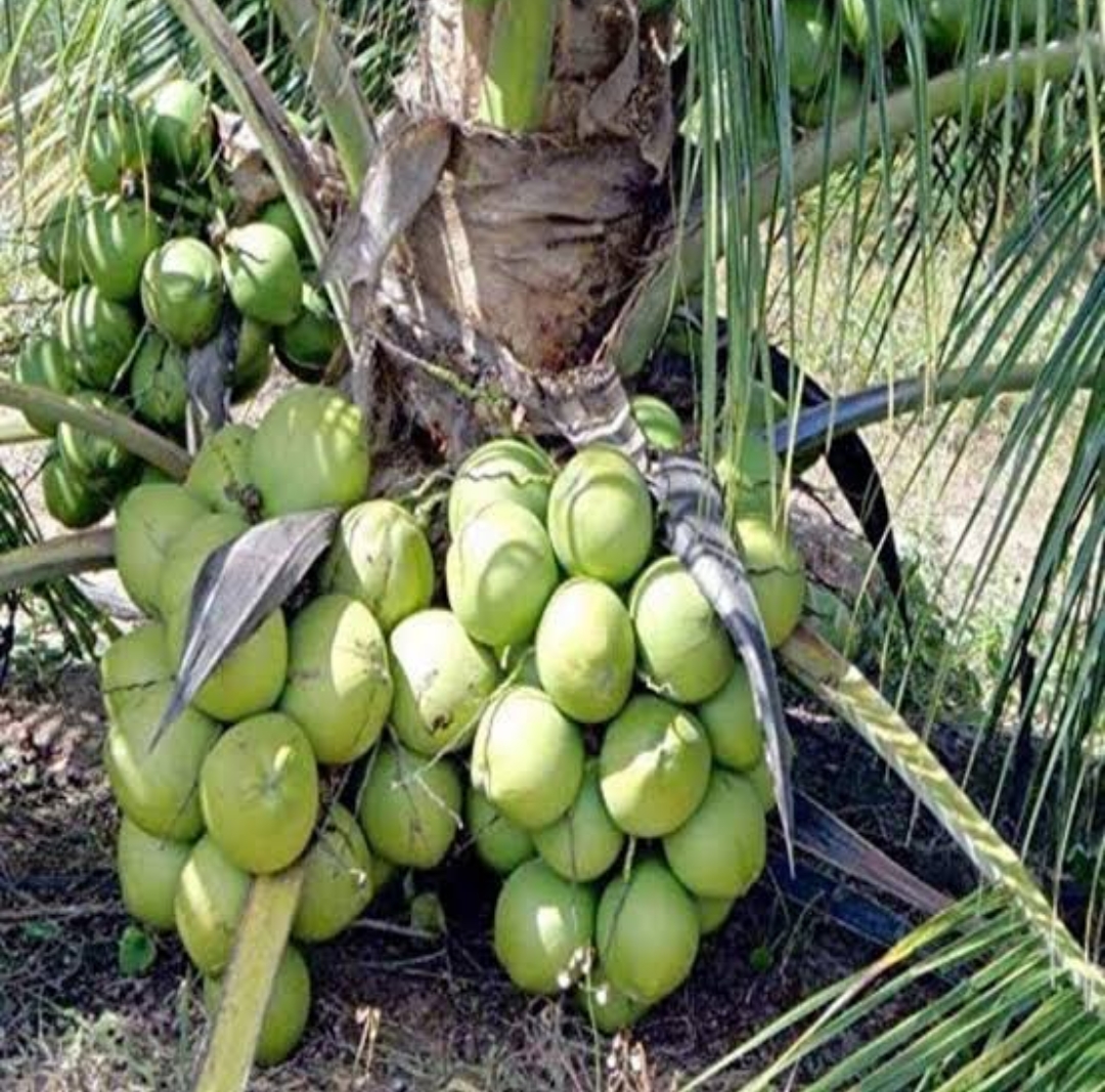 Dwarf Gangabardhan Coconut - Image 2
