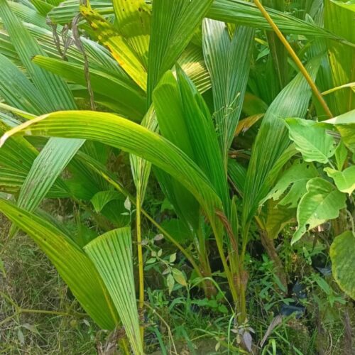 Dwarf Gangabardhan Coconut