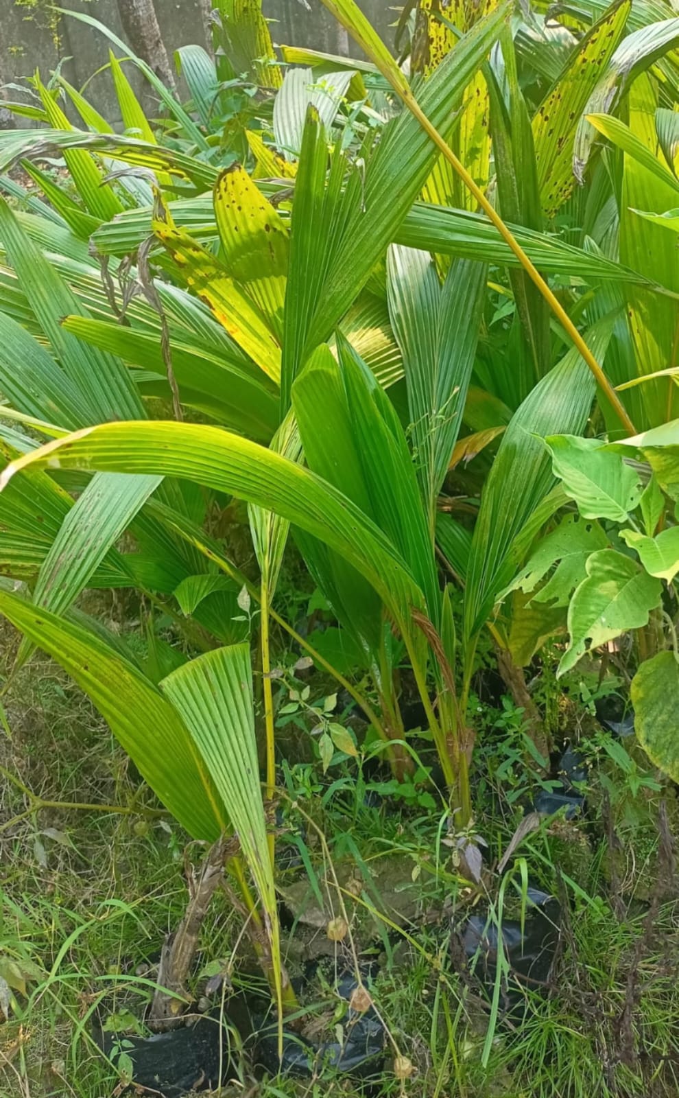Dwarf Gangabardhan Coconut