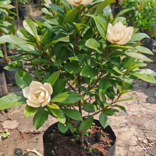 Egg Magnolia White