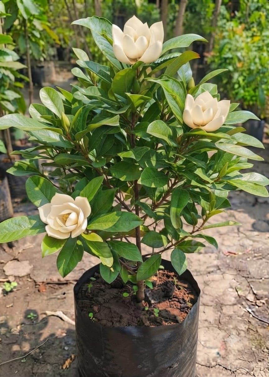Egg Magnolia White