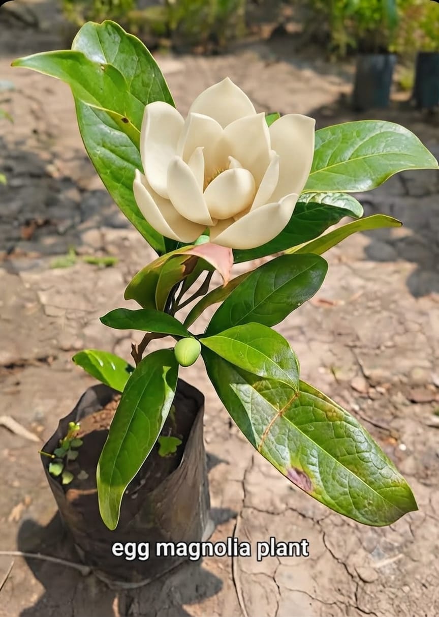 Egg Magnolia White