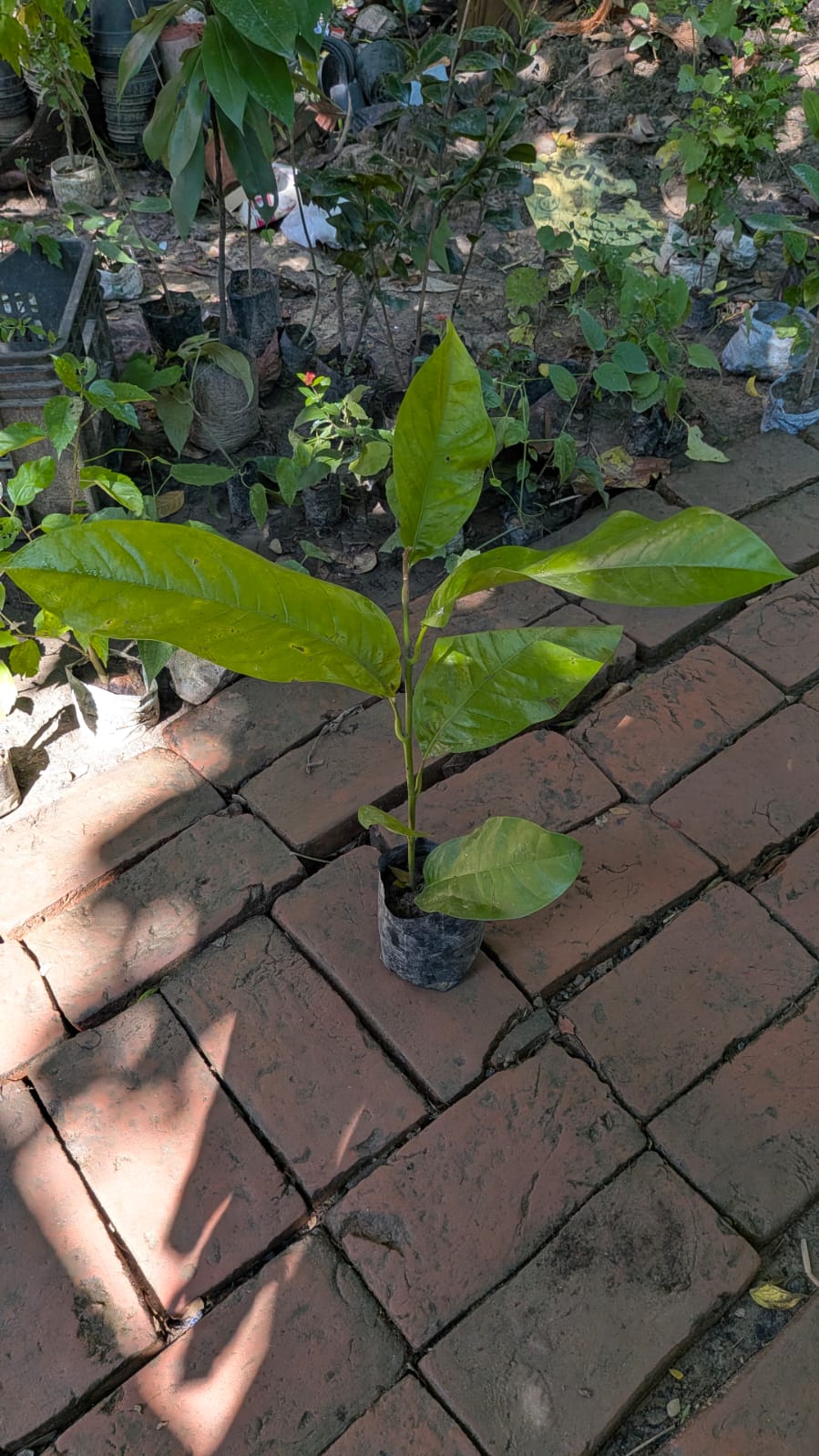 Egg Magnolia White