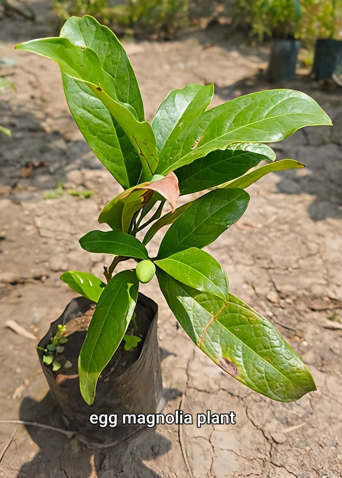 Egg Magnolia White