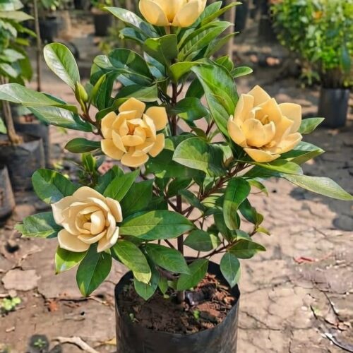 Egg Magnolia Yellow