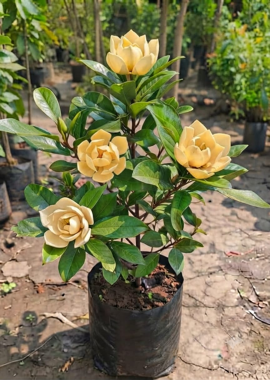 Egg Magnolia Yellow