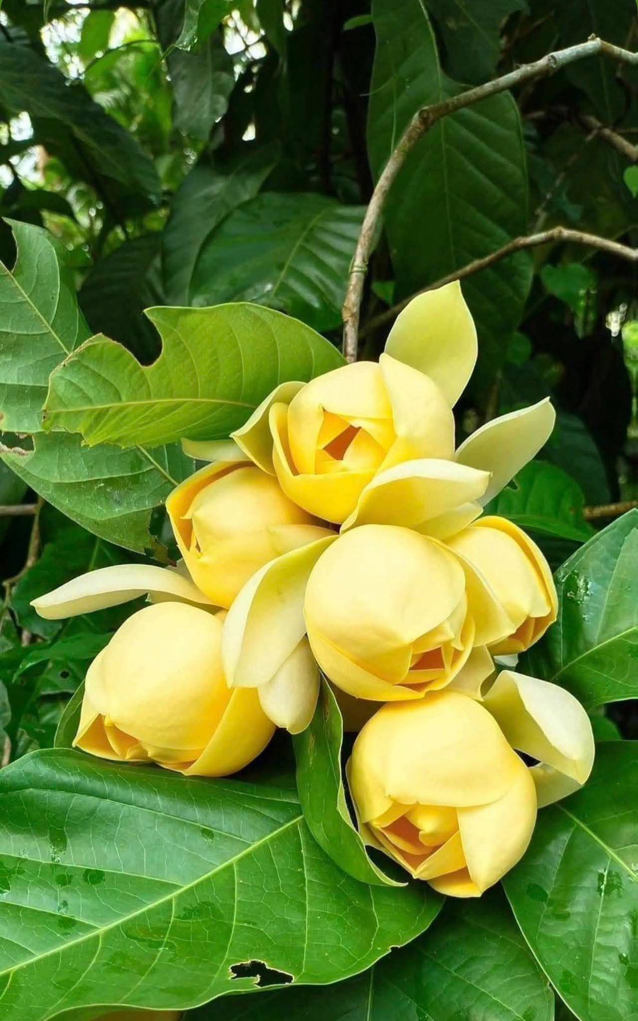Egg Magnolia Yellow