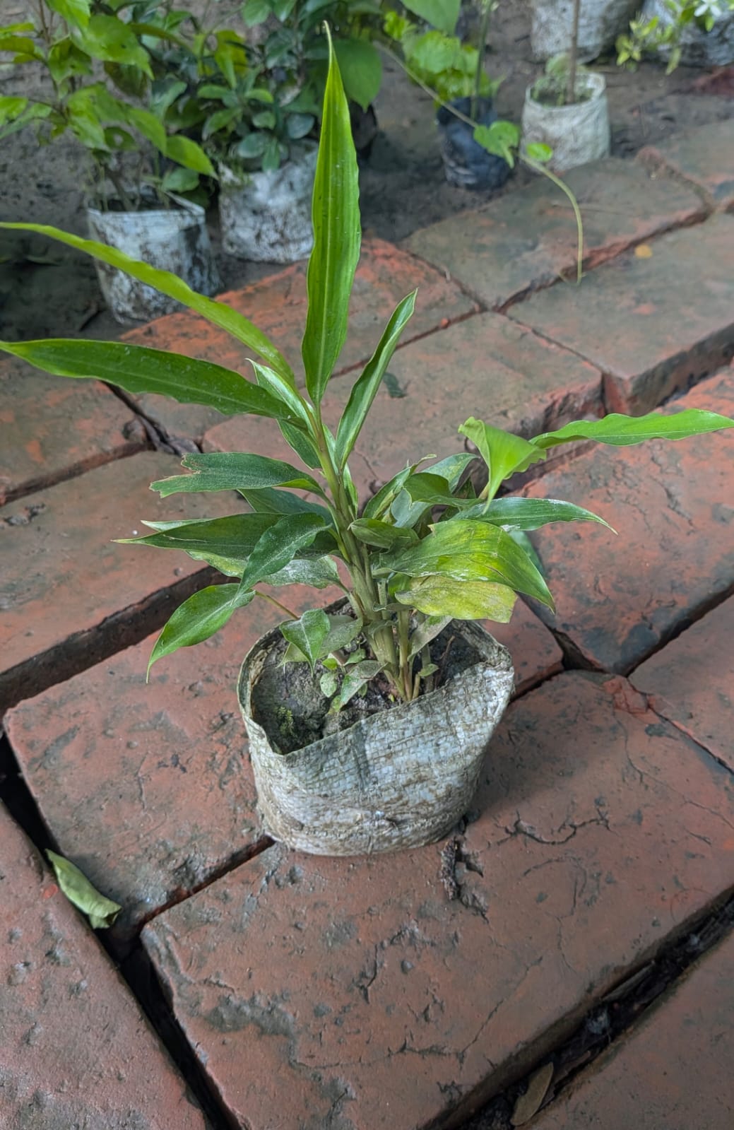 Elaichi (Green Cardamom) - Image 2