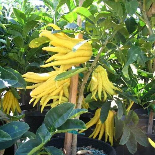 Finger Lemon