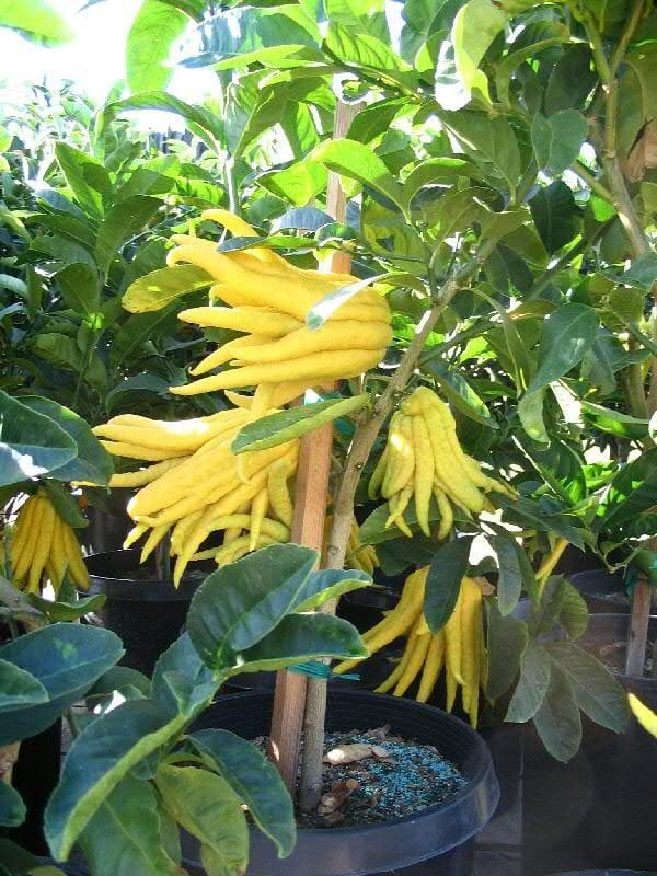 Finger Lemon