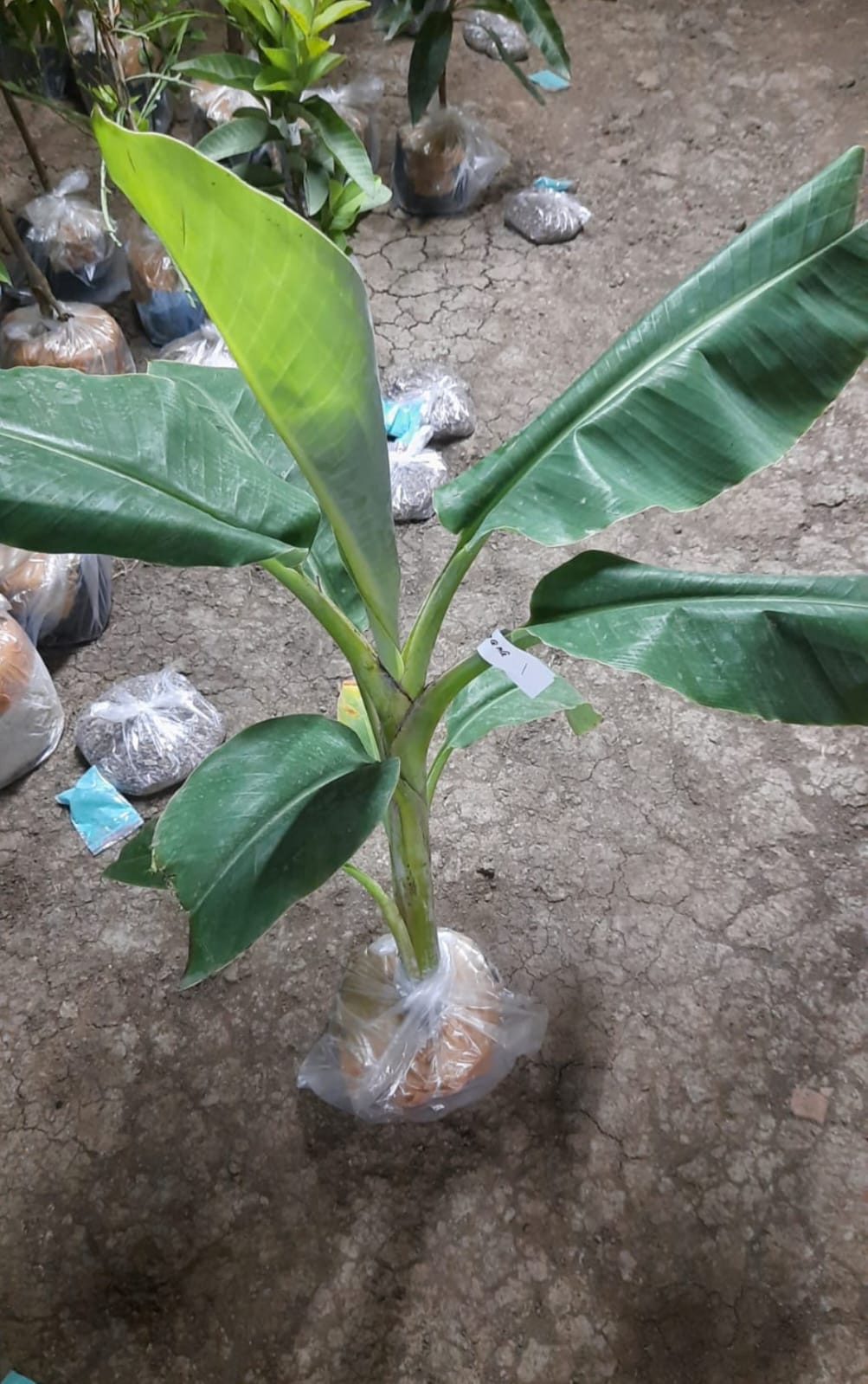 G9 Banana - Image 2