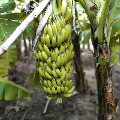 G9 Banana