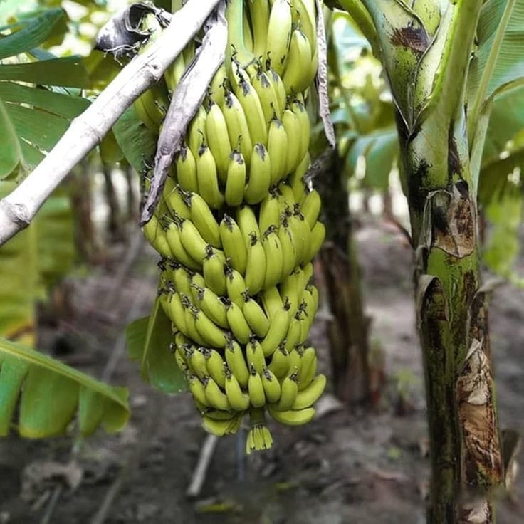 G9 Banana