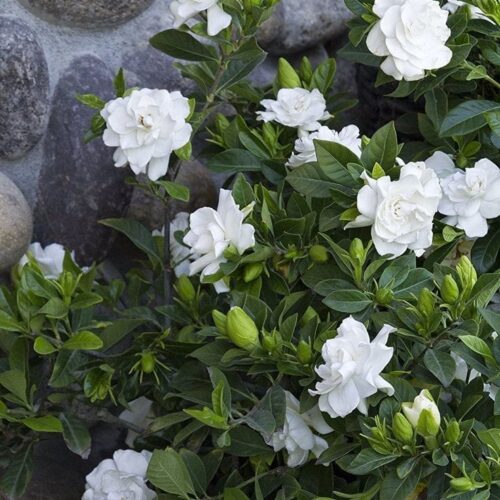 Gardenia White