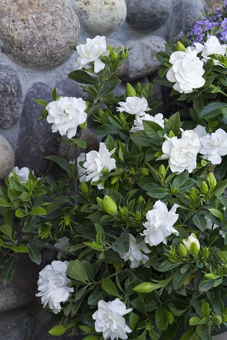 Gardenia White