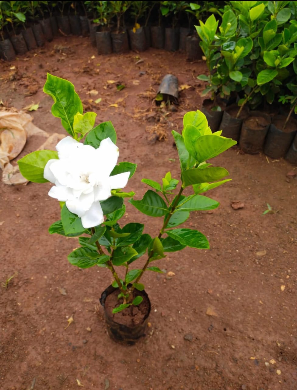 Gardenia White