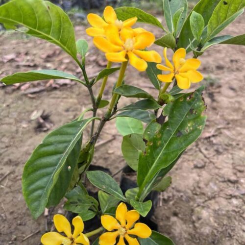Gardenia Yellow