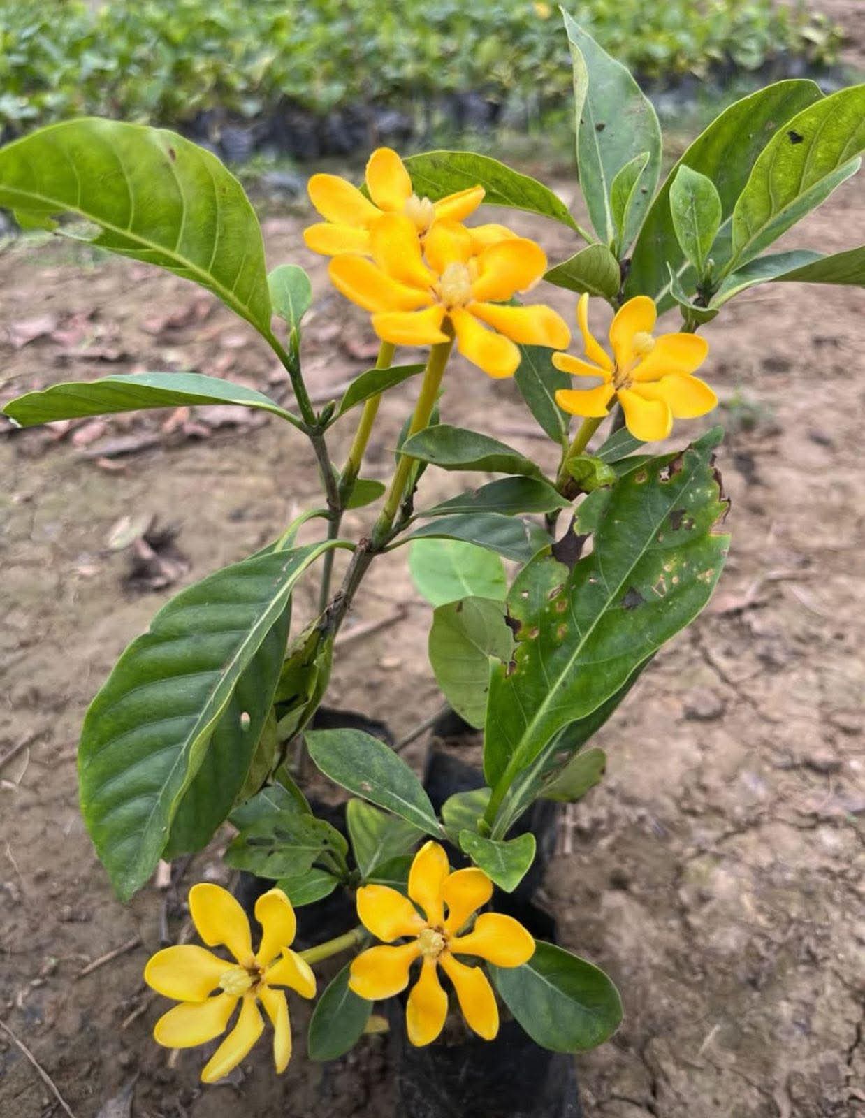 Gardenia Yellow
