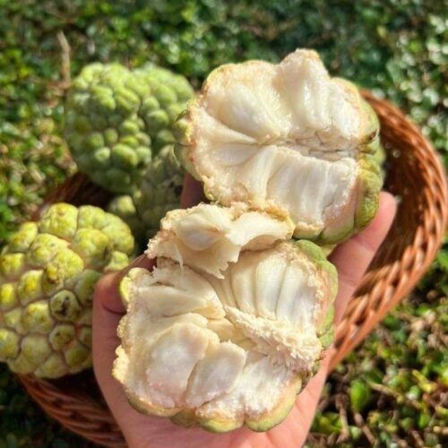 Custard Apple - Golden
