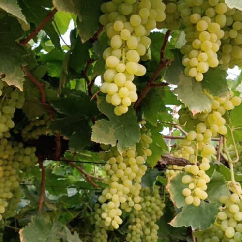Grapes - Green